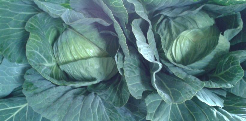 Prize winning Cabbages